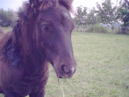 un cheval